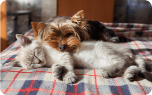 Dog and Cat snuggle in warmth